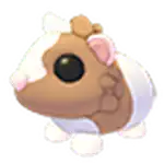 Chocolate Dutch Guinea Pig