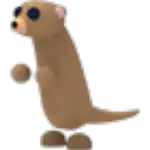 Meerkat