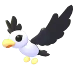Pilot Gull