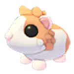 Red Dutch Guinea Pig