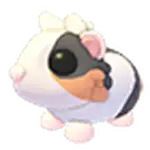 Tortoiseshell Guinea Pig